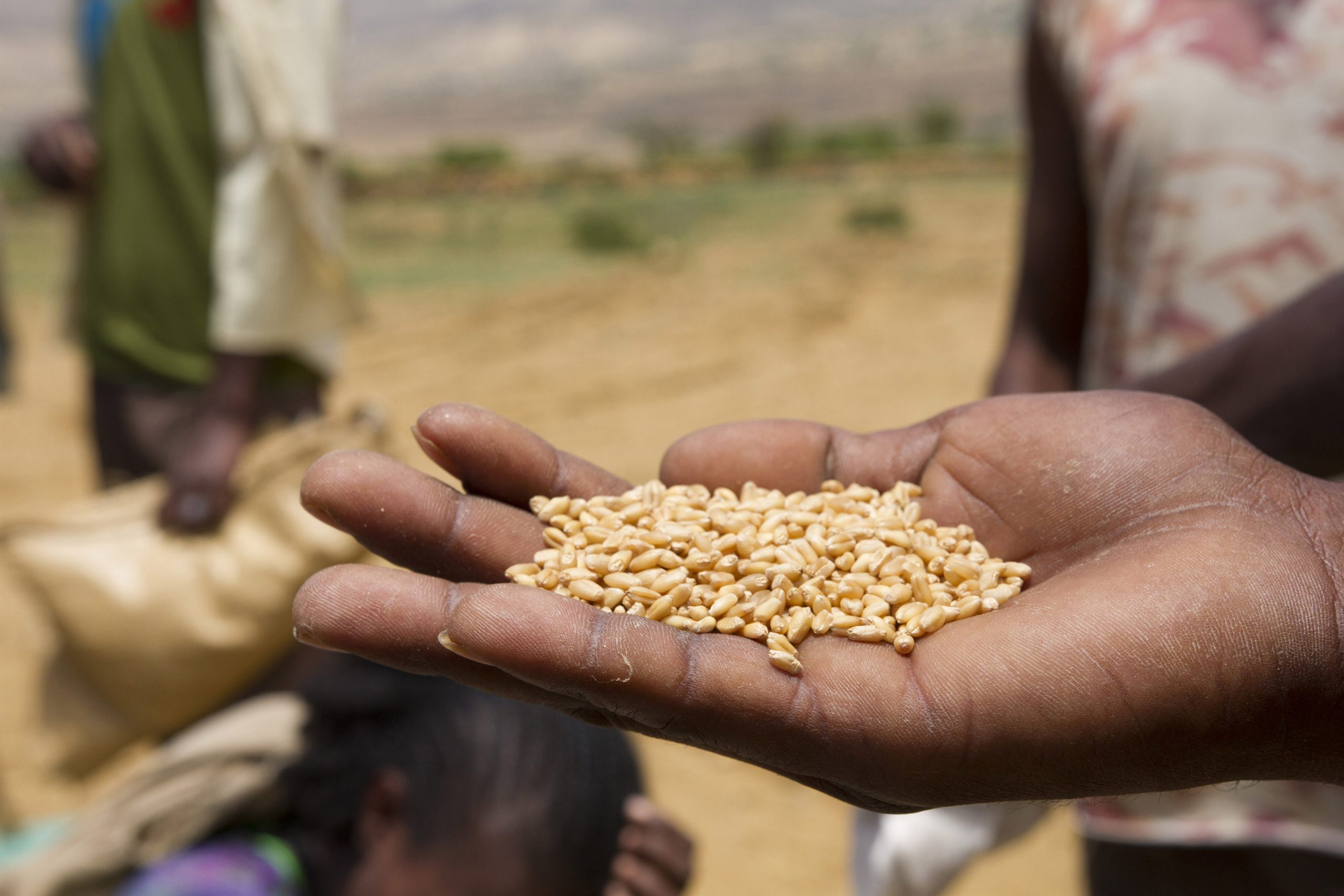 Seed distribution in Tigray